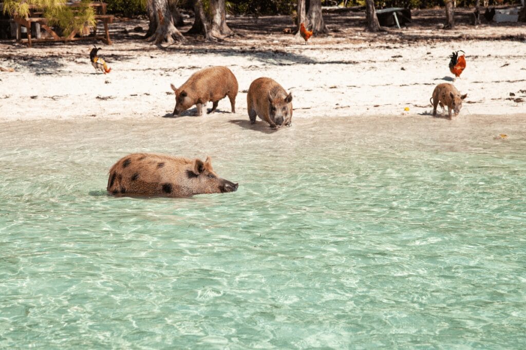 Travel Bucket List - Swimming Pigs