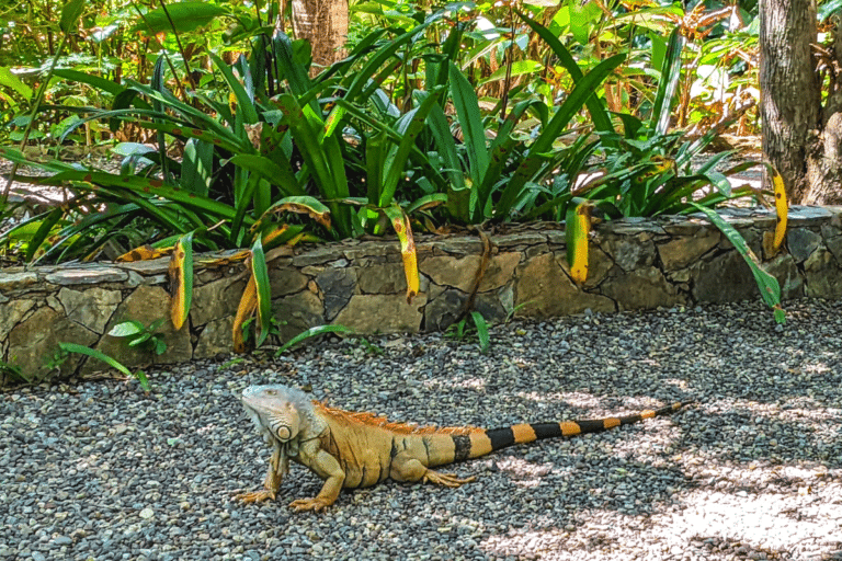 Iguana at Gumbalimba Park ion Roatan Family Vacation