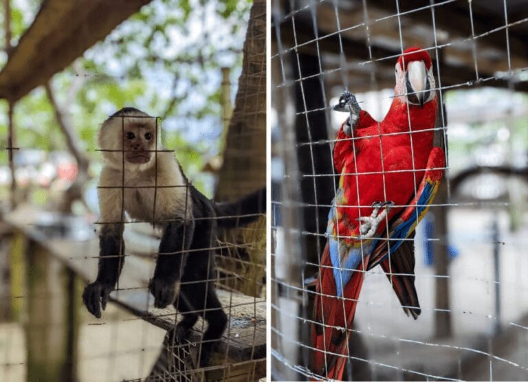 Monkeys and parrots in Roatan