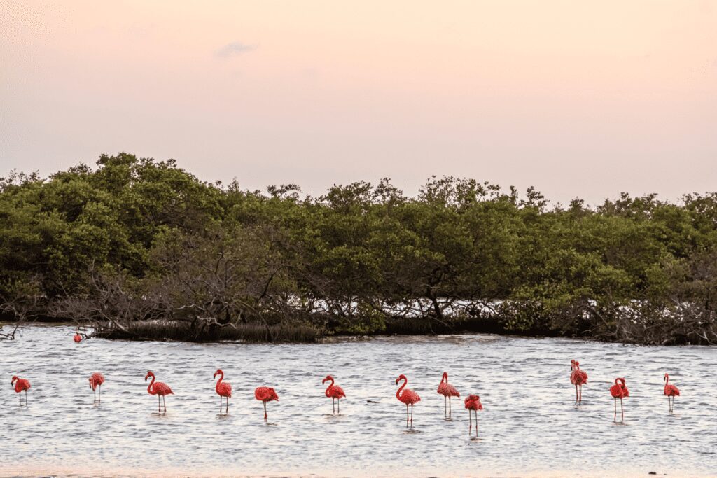 Bonaire vs Aruba vs Curacao - Flamingo Islands