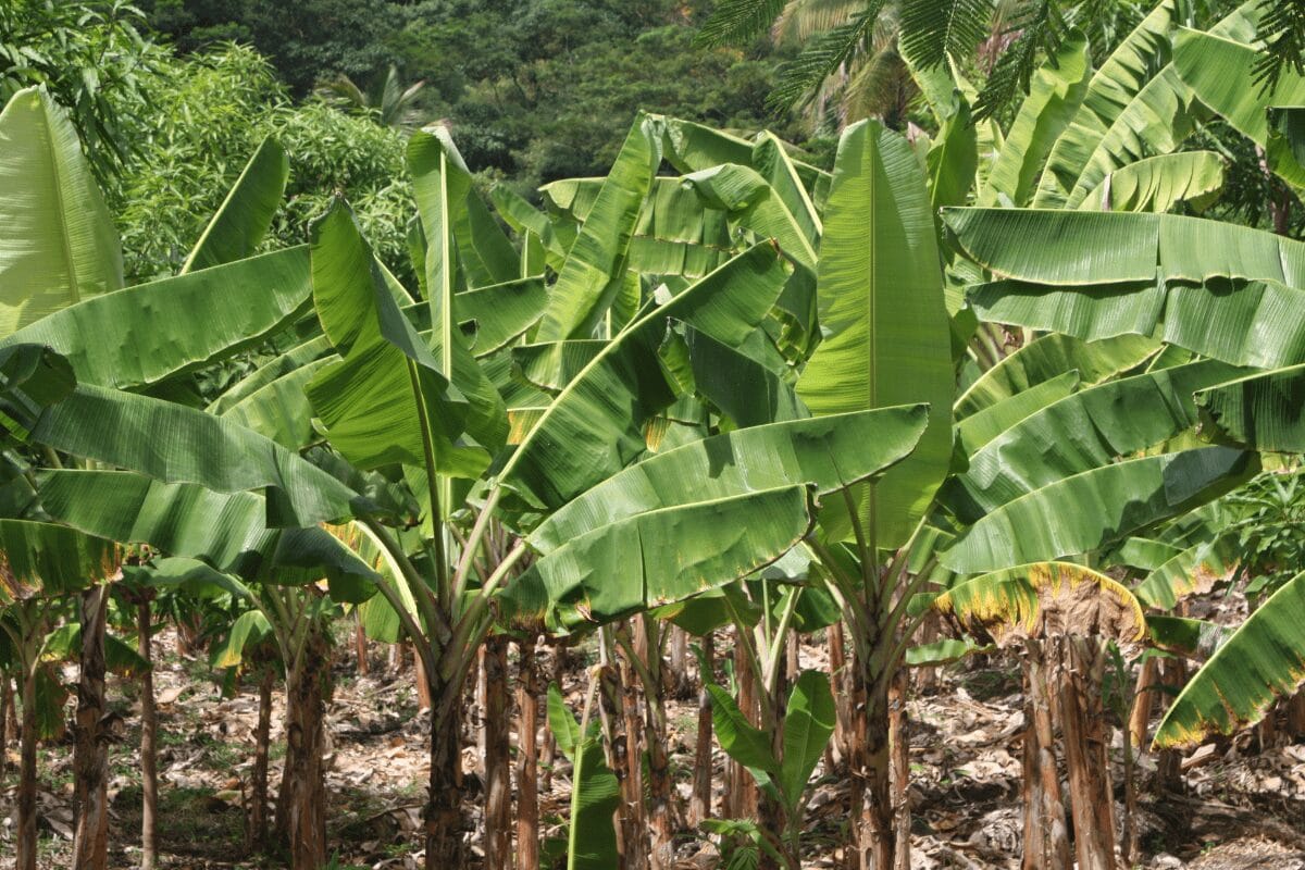 Language in Grenada