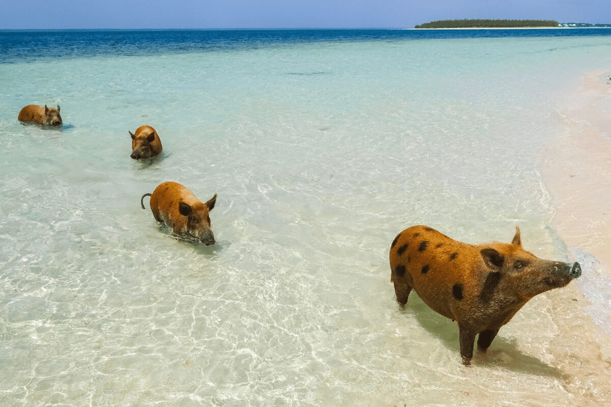Fun Facts About The Bahamas: You Can Swim with Pigs