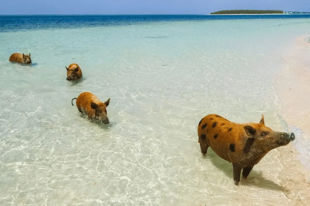 Child in Bahamas