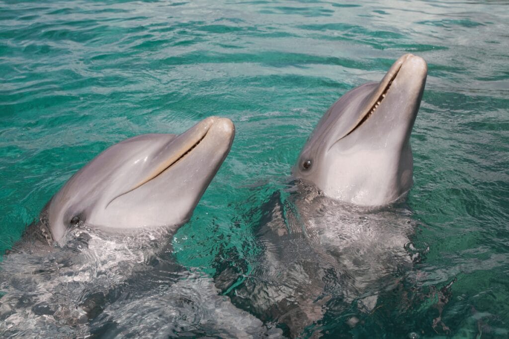 Swimming with dolphins in Roatan Honduras