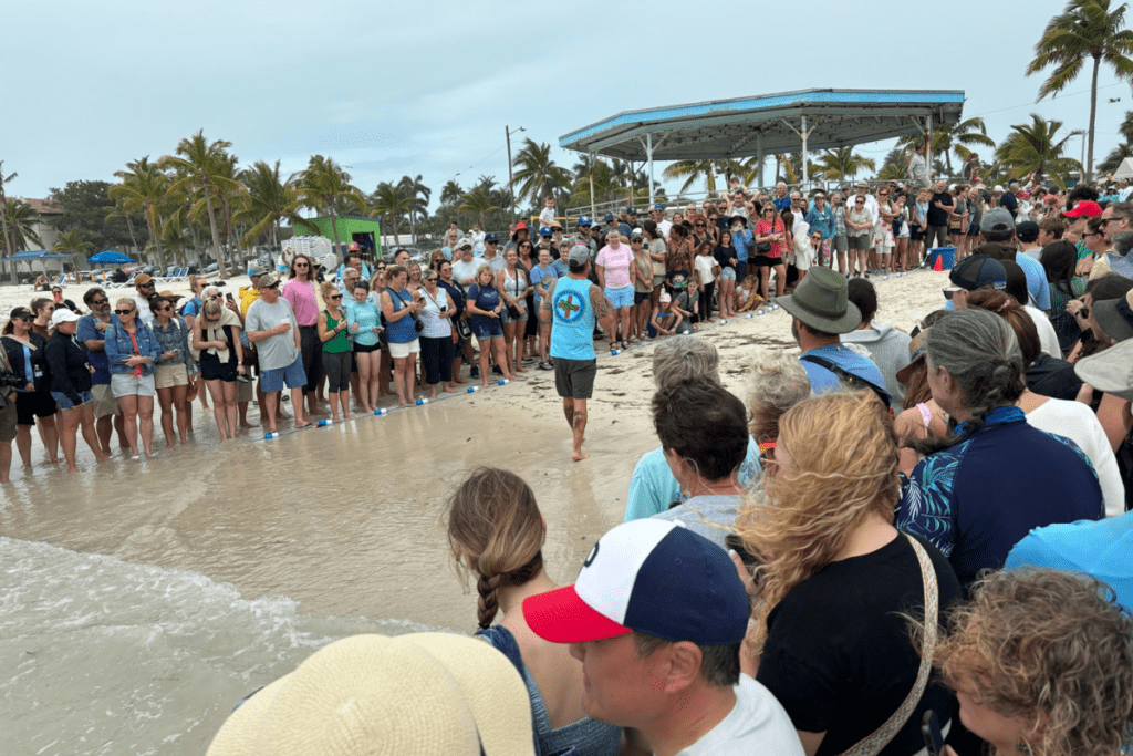 Turtle Release in Key West with Kids