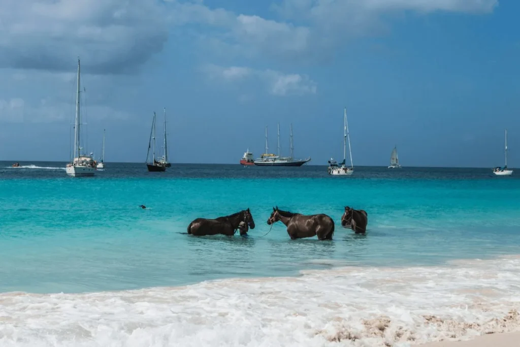 Infographic highlighting why Barbados is a family-friendly Caribbean island.