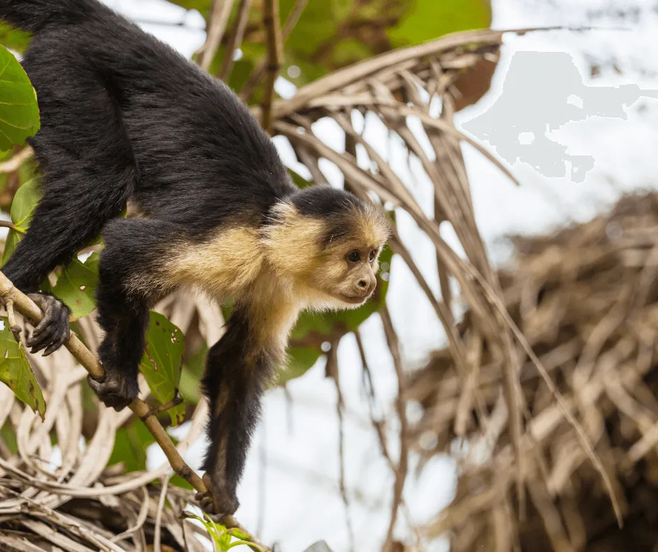 A curious monkey perches in a lush tree at a family-friendly hotel in Costa Rica, making it one of the best alternatives to Disneyland for wildlife-loving kids.