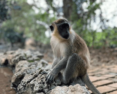 Feed the Barbados Green Monkey 