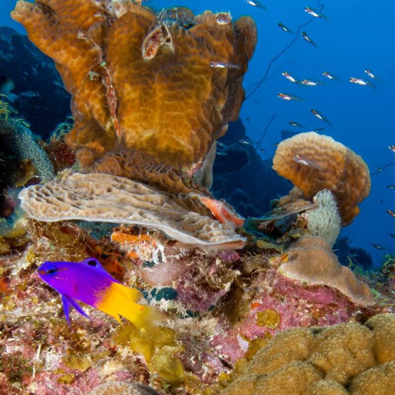 Snorkel Klein Bonaire