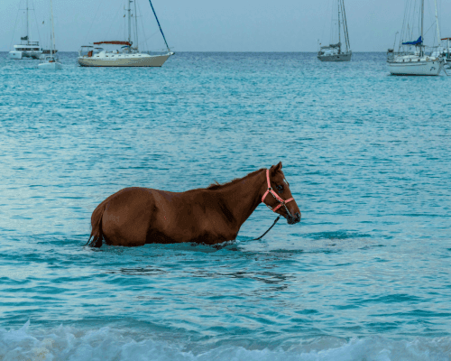 See the Swimming Race Horses