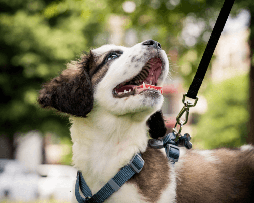 Potcake Place Puppy Walks