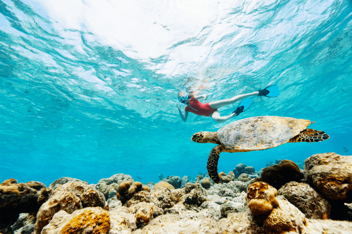 Snorkel with Sea Turtles
