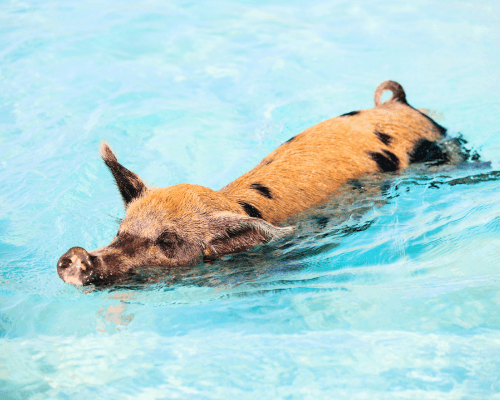 Visit the Exuma Swimming Pigs
