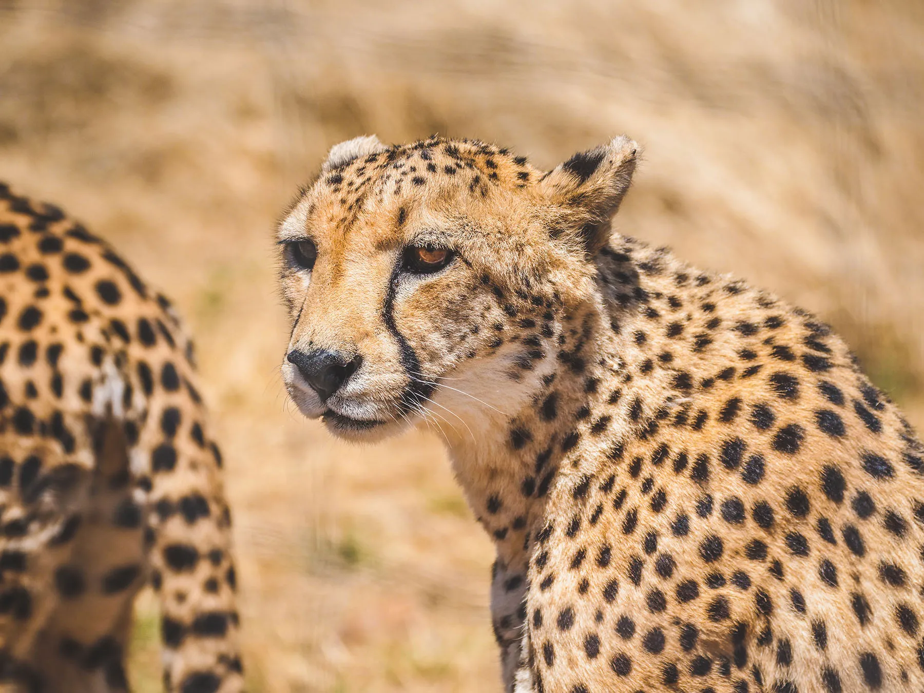 Cheetah close-up with spotted coat
