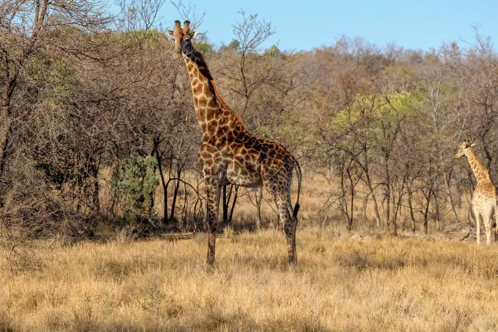 Two giraffes in savanna feeding on trees
