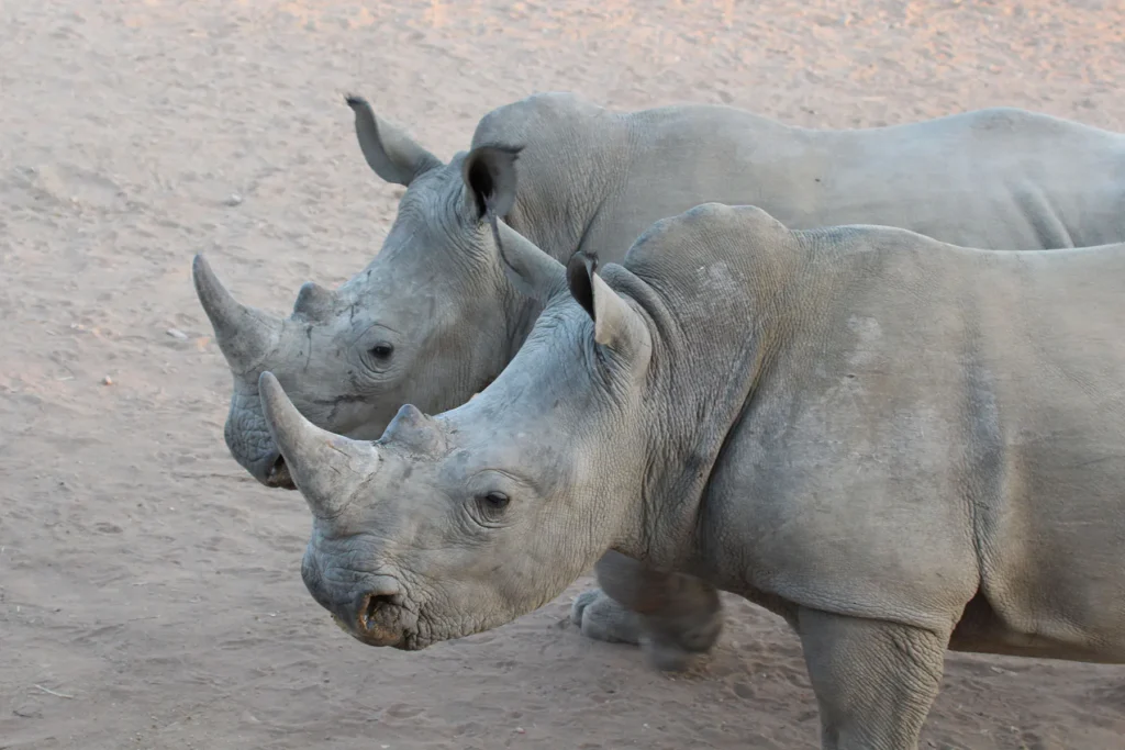 Two white rhinos side by side on dusty ground.
