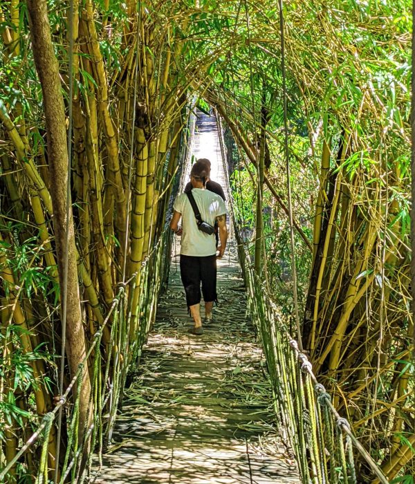 Canopy bridge in Gumbalimba Park